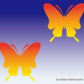 二匹の蝶の色が違って見える錯覚だまし絵